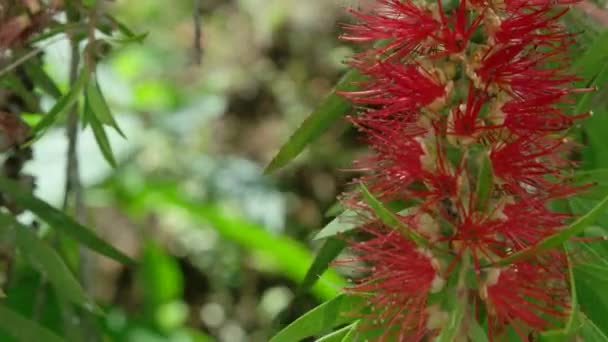Flori în natură — Videoclip de stoc