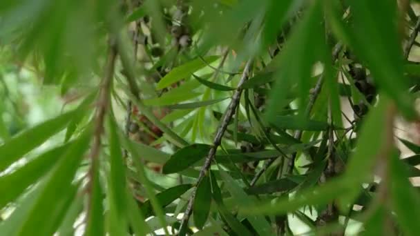 Groene blad in de natuur — Stockvideo