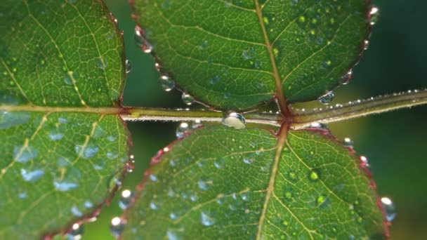 Grünes Blatt in der Natur — Stockvideo