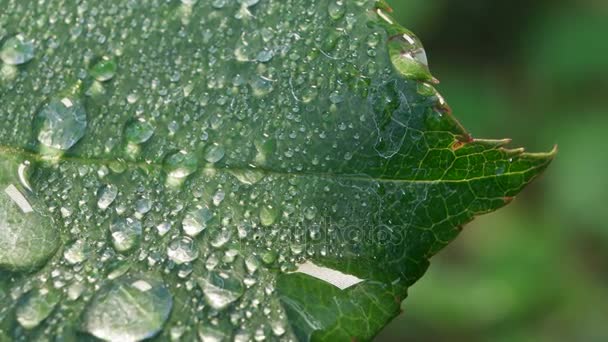 Feuille verte dans la nature — Video