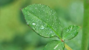 doğanın yeşil yaprak 