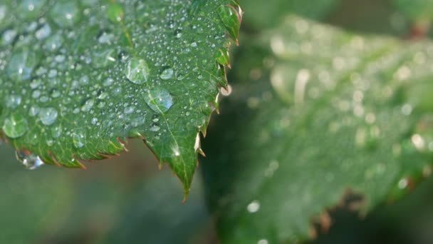 Folha verde na natureza — Vídeo de Stock