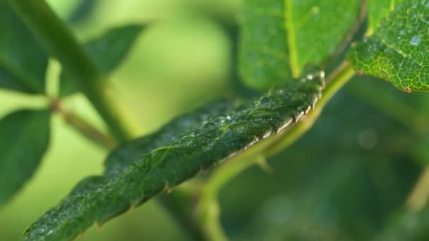 Grünes Blatt in der Natur — Stockvideo