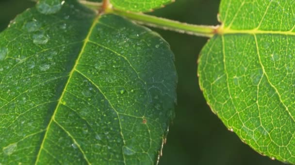 Зеленый лист в природе — стоковое видео