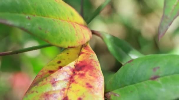 Grönt blad i naturen — Stockvideo