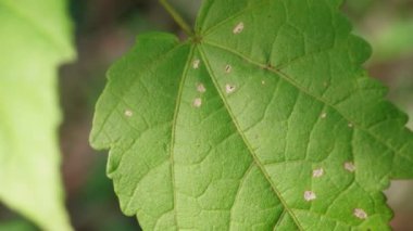 doğanın yeşil yaprak 