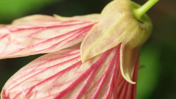 Flor en la naturaleza — Vídeos de Stock