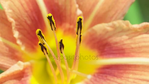 Flor en la naturaleza — Vídeos de Stock