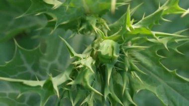 doğanın yeşil yaprak 