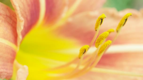 Flor en la naturaleza — Vídeos de Stock