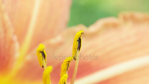 Flor en la naturaleza — Vídeos de Stock