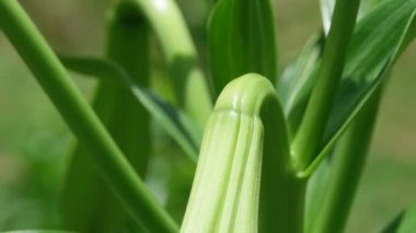 doğanın yeşil yaprak 