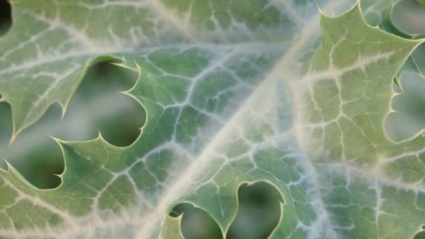 Hoja verde en la naturaleza — Vídeo de stock