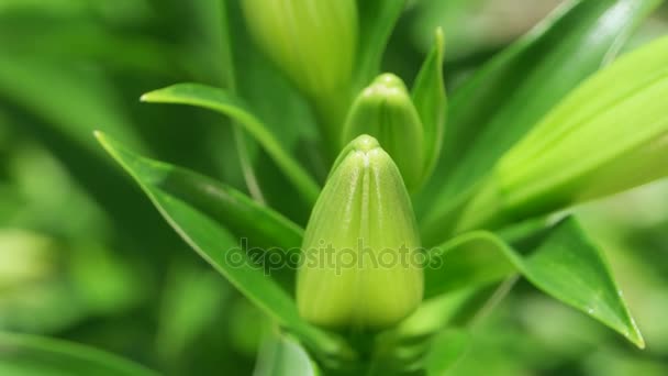 Hoja verde en la naturaleza — Vídeos de Stock