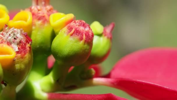 Bloem in de natuur — Stockvideo