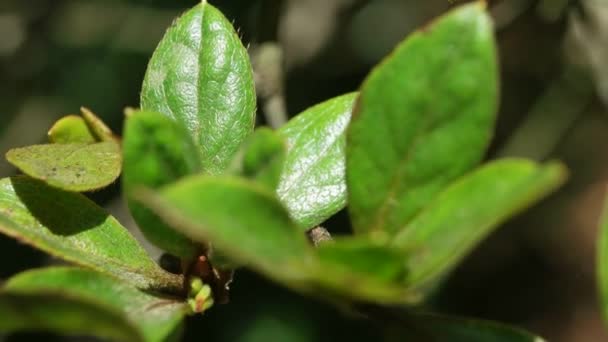 Grünes Blatt in der Natur — Stockvideo