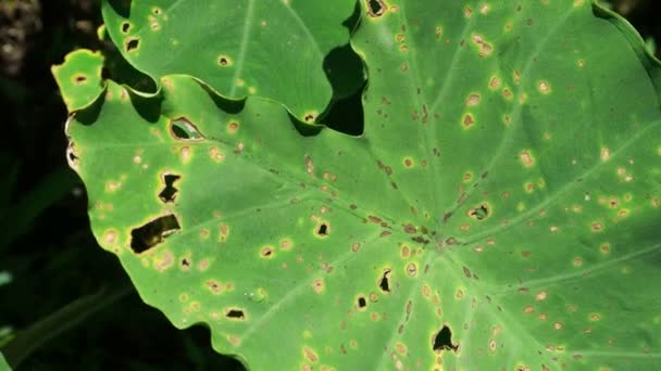 Зелений лист в природі — стокове відео