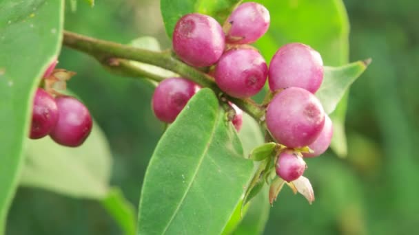 Groene blad in de natuur — Stockvideo