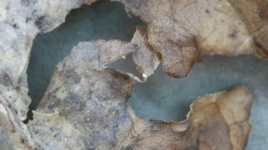 Kuru yaprak yakın textue