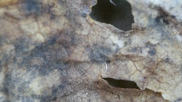 Feuille sèche Fermer textue 