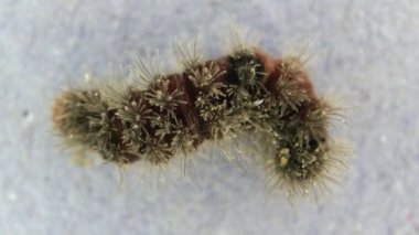 Caterpillar yavaş hareket