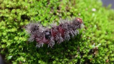 Caterpillar yavaş hareket