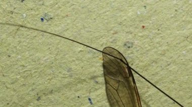 Böcek test etmek için 