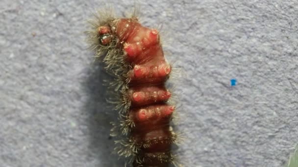 Caterpillar κινείται αργά — Αρχείο Βίντεο