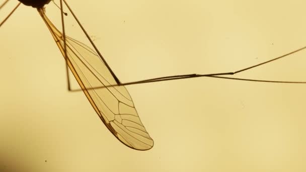 테스트를 위해 곤충 — 비디오