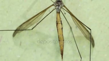 Böcek test etmek için 