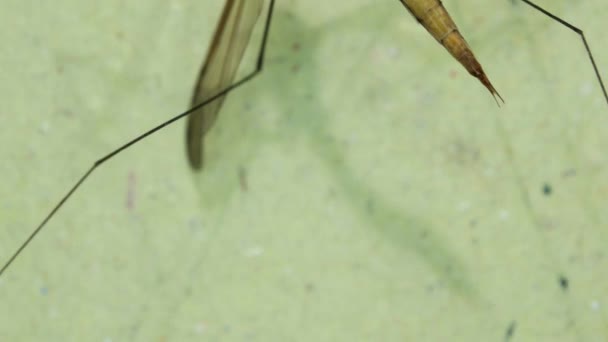 Insecte à tester  