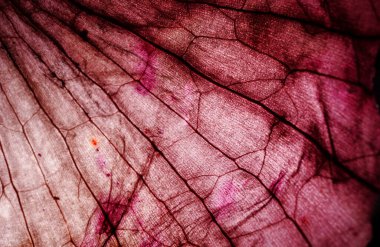 Bazı dokuların mikroskobik görüntüsü