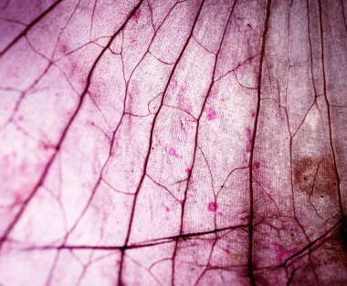 Bazı dokuların mikroskobik görüntüsü