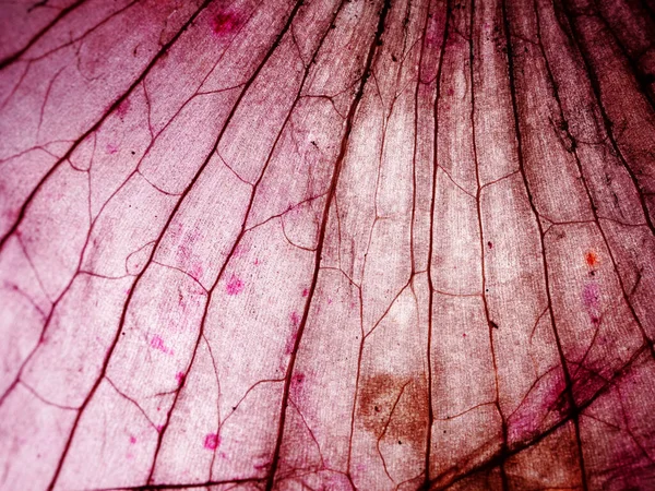 Mikroskopijne Zbliżenie Tkanek — Zdjęcie stockowe