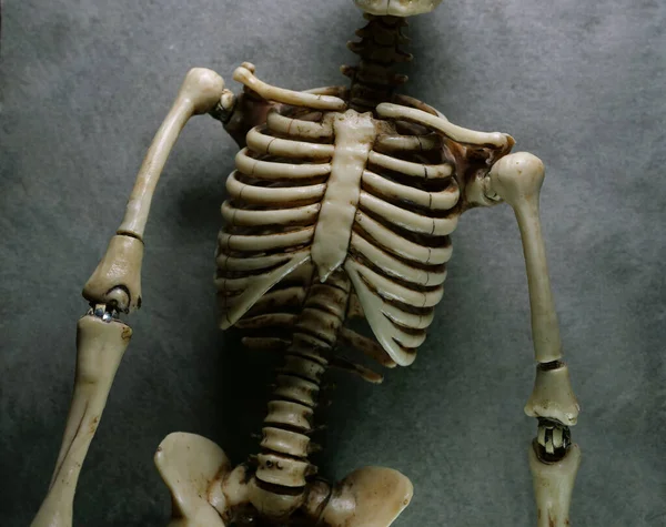 Miniatur Modell Menschlicher Skelette Aus Nächster Nähe — Stockfoto