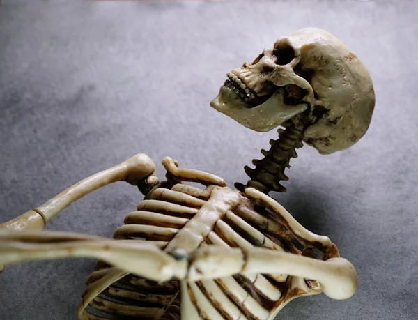 Miniatyr Skeleton Modell Menneske Tett Inntil – stockfoto