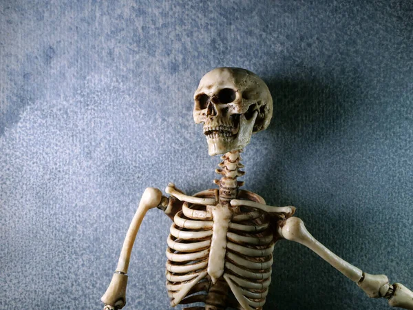 Miniatur Modell Menschlicher Skelette Aus Nächster Nähe — Stockfoto