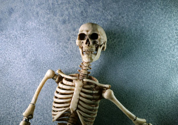 Miniatűr Emberi Csontváz Modell Közelkép — Stock Fotó
