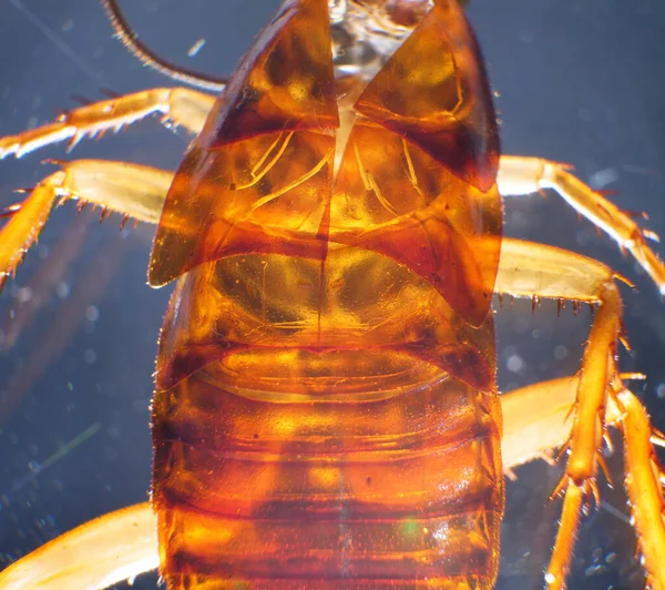 Makro Nahaufnahme Einer Insektenanalyse Von Kakerlaken lizenzfreie Stockfotos