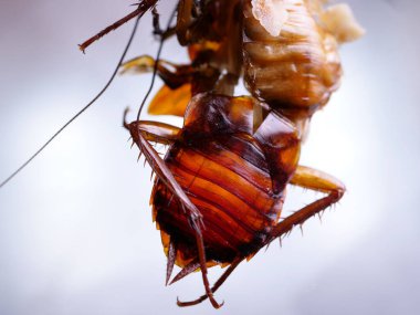 Bir hamamböceği cilt değişen sahne makro atış