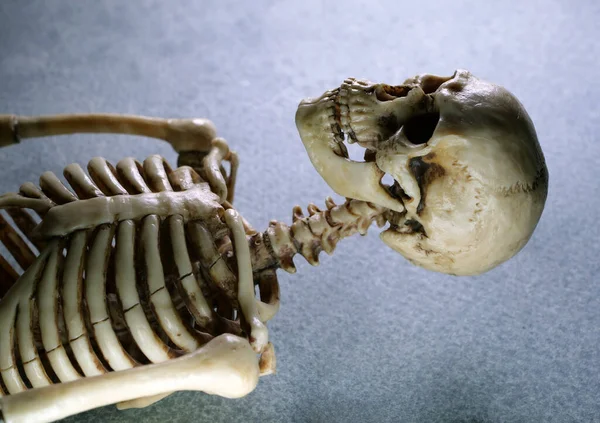 Miniatyr Mänskliga Skelett Modell Närbild — Stockfoto