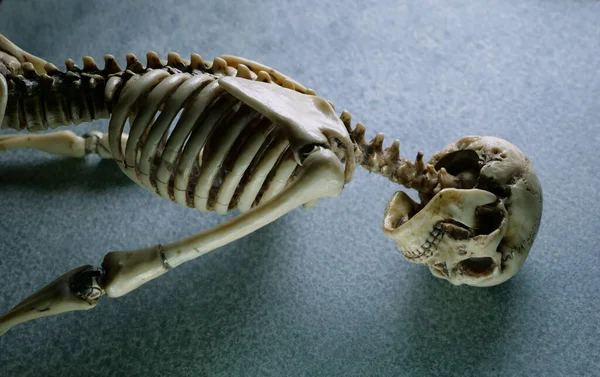 Miniatuur Menselijk Skelet Model Close — Stockfoto