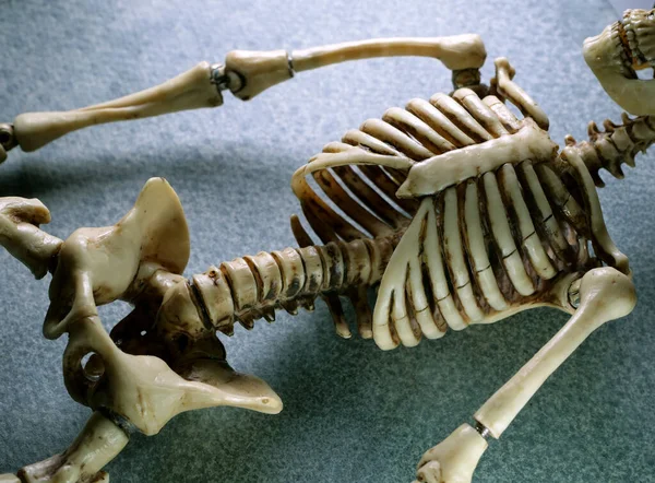 Miniature Human Skeleton Model Close — Stock Photo, Image