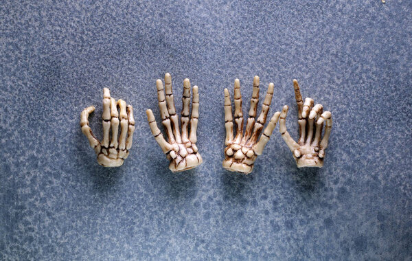 Miniature Human Skeleton Model Close Up