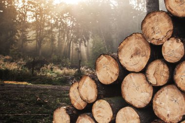 Günlükleri kıyılmış ağaçlarının ormansızlaşma sonra ormanda yalan