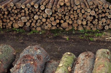 Günlükleri kıyılmış ağaçlarının ormansızlaşma sonra ormanda yalan