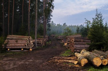 Günlükleri kıyılmış ağaçlarının ormansızlaşma sonra ormanda yalan