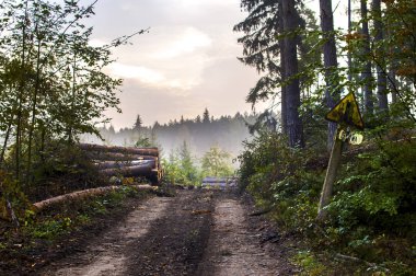 Günlükleri kıyılmış ağaçlarının ormansızlaşma sonra ormanda yalan