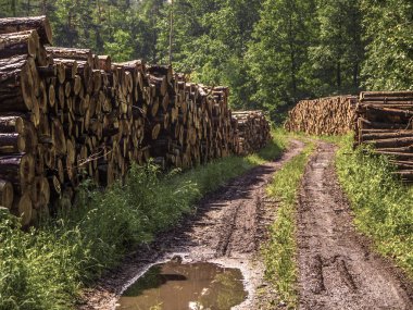 Günlükleri kıyılmış ağaçlarının ormansızlaşma sonra ormanda yalan