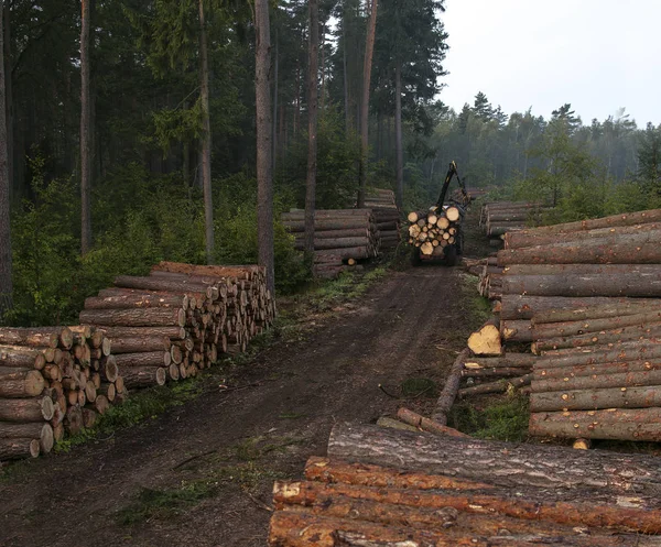 Troncos de árboles picados que yacen en el bosque después de la deforestación —  Fotos de Stock